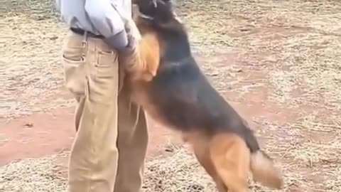 Dog reunites with his owner