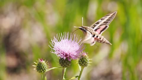 Butterfly Nectar Feeding Moth Beak Nose Insect