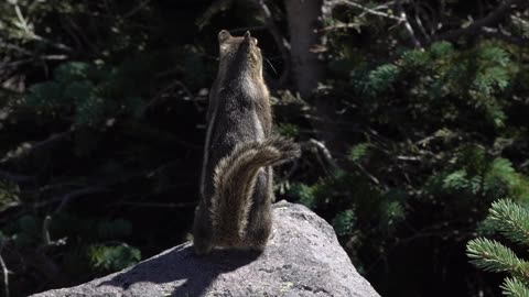Mountain Moment: Squirrel Chirps