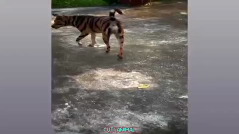 Dog afraid from Toy tiger