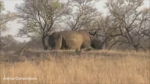 Baby Rhino Charging FUNNIEST Compilation