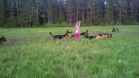 Precious Little Girl Plays With 14 German Shepherds