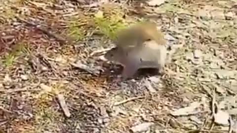 A mother squirrel who never gave up on her child