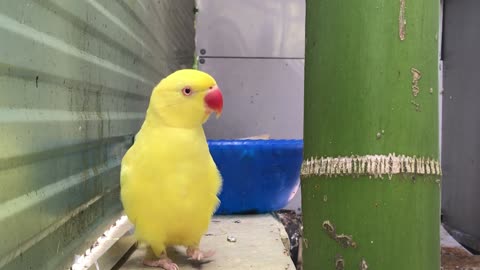 Parrot looking for a solution to get out