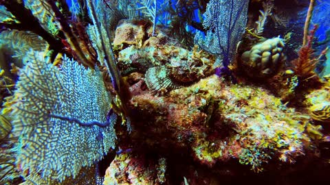 Scorpion fish has deadly sting and near perfect camouflage