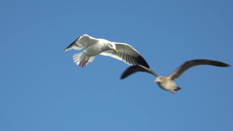 A majestic seagull gliding through the sky