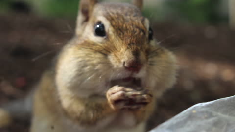 Friendly chipmunks come right up close for a snack
