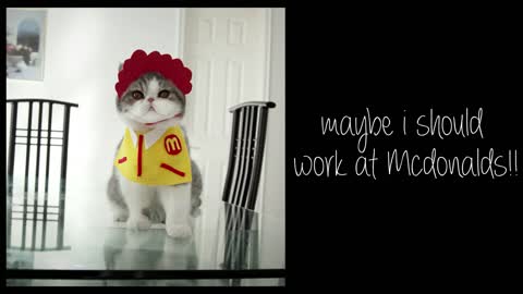 Cat loves to eat McDonald's