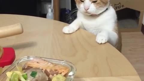 This is when the cat when you stop approaching food !