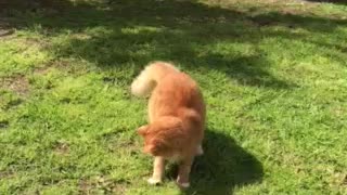 Funny Ginger Cat chasing bugs