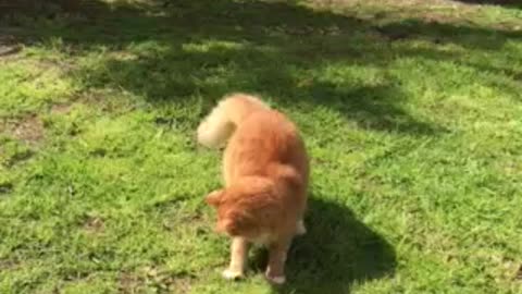 Funny Ginger Cat chasing bugs