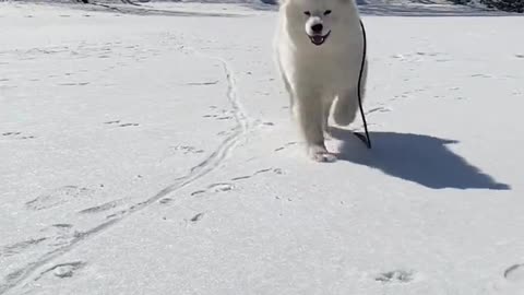 Will you get a second Samoye jam if the first dog goes to the dog star