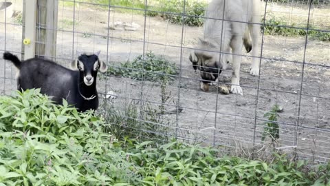 Mr. Bojangles, Baby-Boy Myotonic Fainting Goat, Joins Our Farm Family!