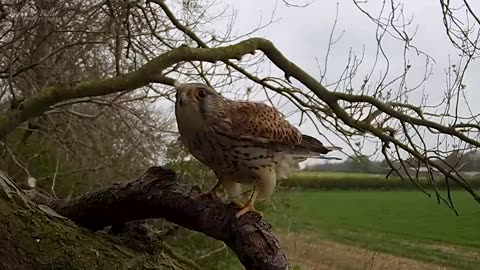 The Inspiring Journey of Kestrel Chicks Overcoming Adversity from Hatch to Soaring Heights