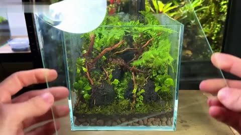 Desktop ecological terrarium