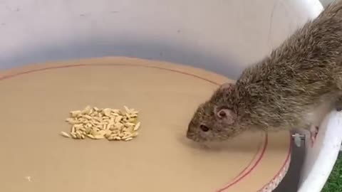 Awesome Mousetrap ideas From Plastic and Cardboard Buckets