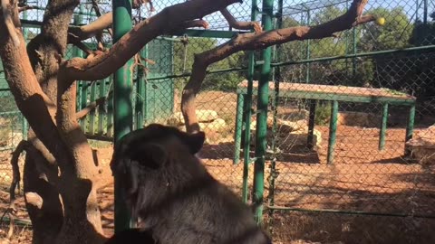 Rescued Asiatic Black Bear Thrives at Sanctuary After Surviving War