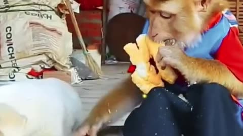 Monkey & dog eating #Monkey funny #smart Monkey #funny Monkey #viral Monkey ##Monkey videos