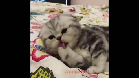 Kitten videos complication videos
