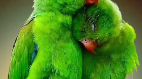 World's best view 😍 || parrots hug 🫂 🤗