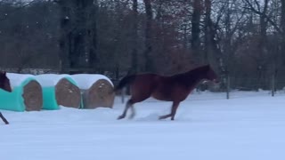 Horses Playing in the Snow