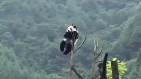 Lazy Panda