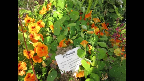 Ornamental And Culinary Nasturtium Sept 2022