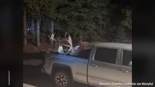 Will Those Dents Buff Out? — Two Bull Moose CLASH, SMASH into Parked Cars on Driveway