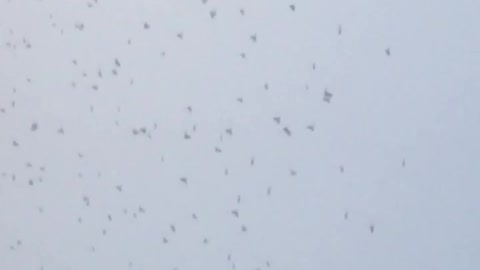A swarm of blackbirds
