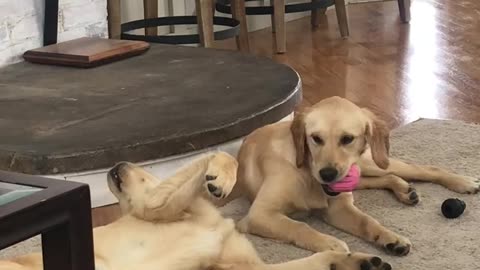 Puppy throws a fit