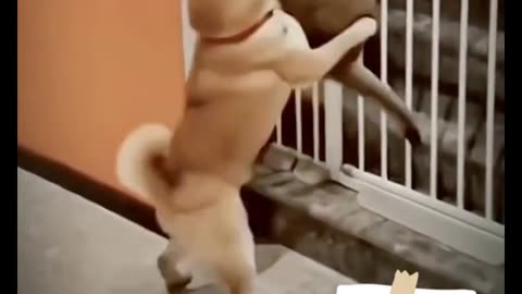 Cute funny dogs compilation video