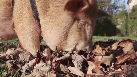 Pampered pet pig spends days snuggled on the sofa watching TV