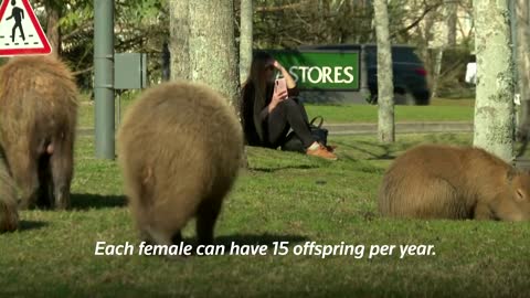 Argentine town seeks to curb its capybara population