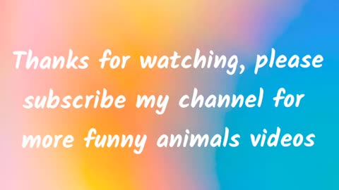 Funny animals video #shorts#funnyfail #animal