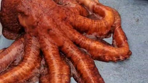Giant Pacific octopus caught in Redondo Beach