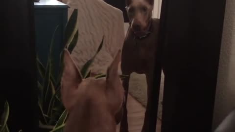 Dog defends humans from own mirror reflection
