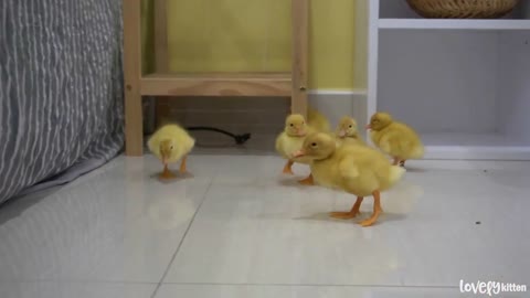Daily life of kittens and ducklings, Ducklings run following kittens all times and places