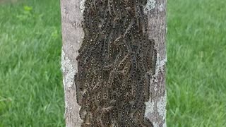 Massive caterpillar cluster on backyard tree