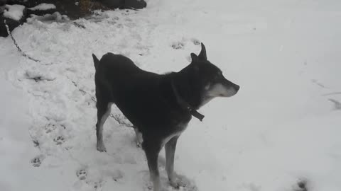 First snow and dog