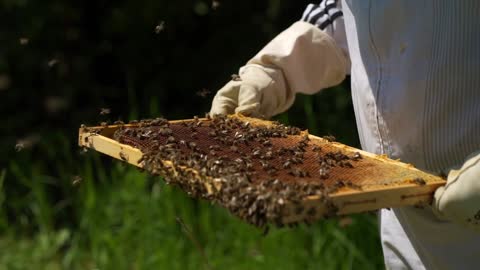 Watch honey bees