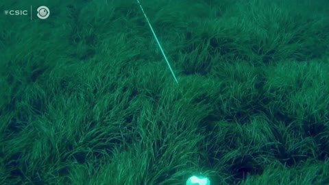 Amazing Footage Shows How Coral Survived Despite Being Centimetres From Palma Volcano Lava