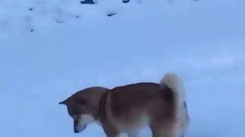 SHIBA INU PLAYING IN SNOW 🐶❤️