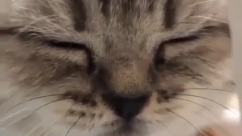 Little cat meows cute