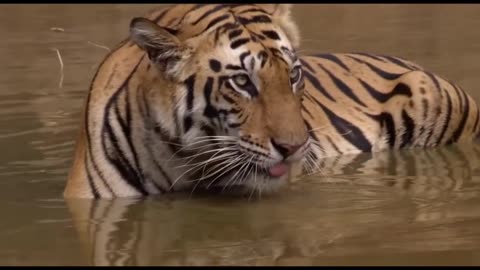 Tiger attacks in the Sundarbans