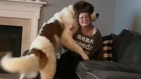 Funny Dog Videos - 35 million views - Saint Bernard Trying To Dominate His Mama. 😲