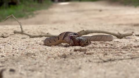 The Hunt is Over: Snake Claims it’s Prey, a Frog