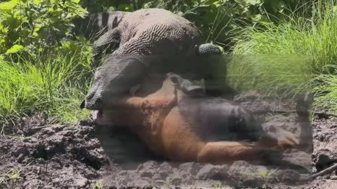Swallowing a goat nearly kills a Komodo dragon