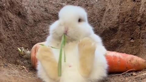 Cute rabbit funny 🔥