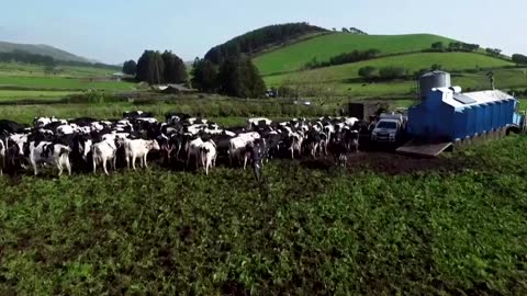 Cows' paradise under threat as Azorean island trembles