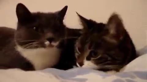 2 cats having a conversation